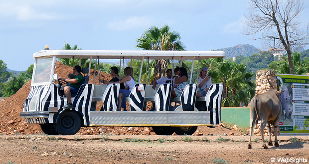 Safaribus